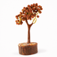 Rudraksh Tree