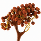 Rudraksh Tree