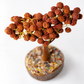Rudraksh Tree