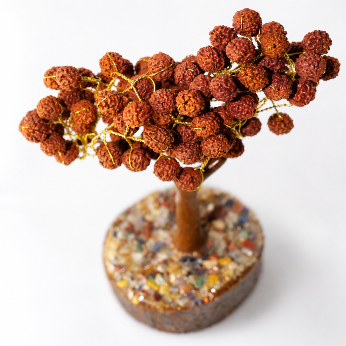 Rudraksh Tree